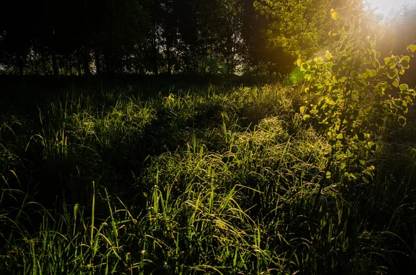 Abedul Amanecer Una Cálida Mañana Verano Campos Prados Con Hierba — Foto de Stock