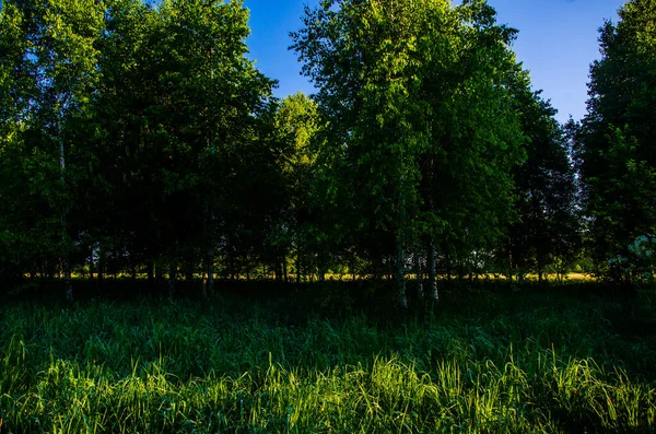 Abedul Amanecer Una Cálida Mañana Verano Campos Prados Con Hierba —  Fotos de Stock