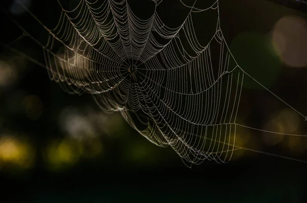 朝の霧の中のクモの巣 ジューシーな緑 — ストック写真