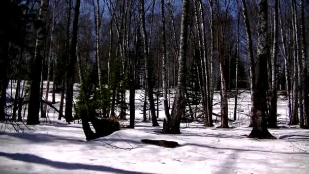 Jehličnaté Listnaté Stromy Sníh Taje Lese — Stock video