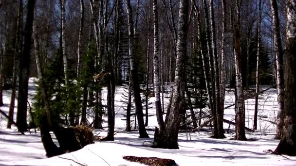 Naald Loofbomen Sneeuw Smelt Het Bos — Stockvideo