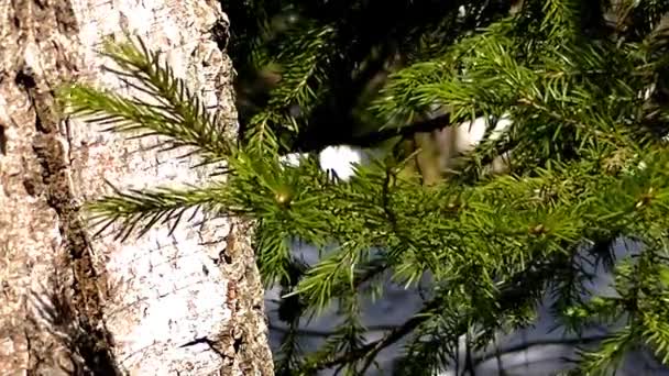 Хвойні Листяні Дерева Сніг Тане Лісі — стокове відео
