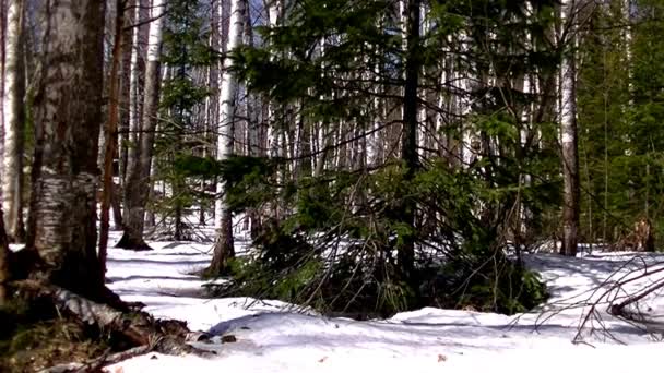 Conifères et feuillus. la neige fond dans la forêt .