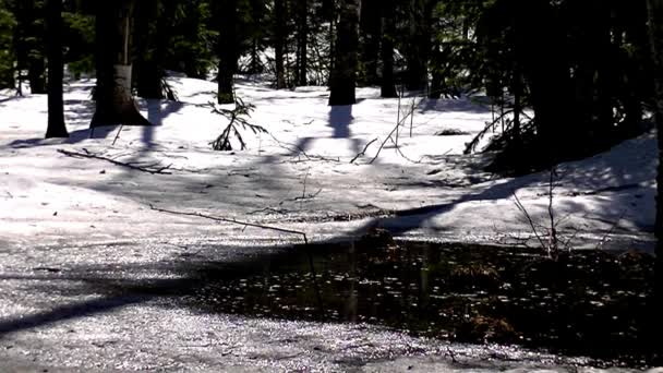 Naald Loofbomen Sneeuw Smelt Het Bos — Stockvideo