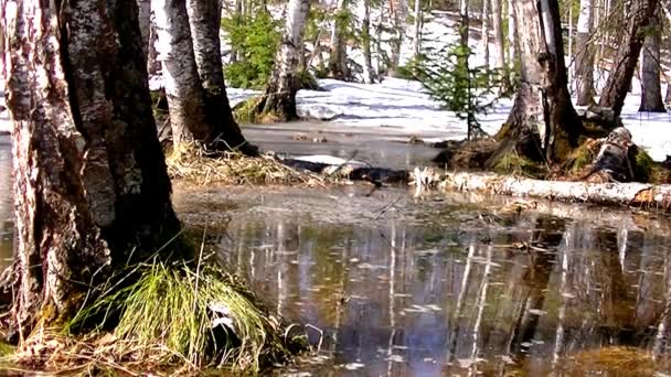 鳥や水の中の火災 雪が森の中で溶け — ストック動画