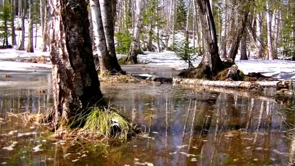 Berken Sparren Het Water Sneeuw Smelt Het Bos — Stockvideo