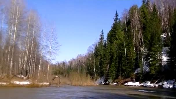 针叶树和落叶树 森林里的雪融化了 — 图库视频影像
