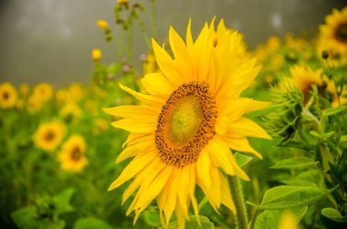 Büyük çiçek açan ayçiçekleri. sulu yeşiller