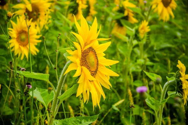 Girasoles Florecientes Verduras Jugosas — Foto de Stock