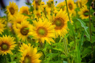 Büyük çiçek açan ayçiçekleri. sulu yeşiller