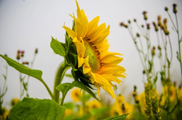 Big Blooming Sunflowers Juicy Greens — Stock Photo, Image