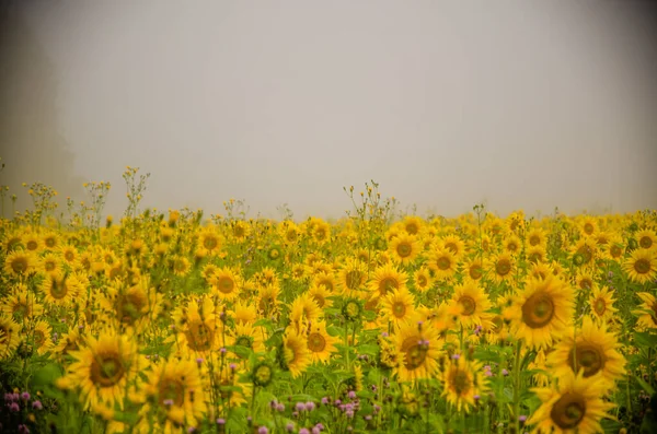 Великі Квітучі Соняшники Соковита Зелень — стокове фото