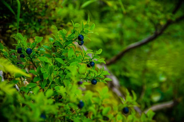 Arbusto Verde Suculento Quente Dia Verão — Fotografia de Stock