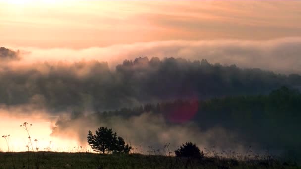 brouillard matinal épais dans la forêt d'été près du réservoir