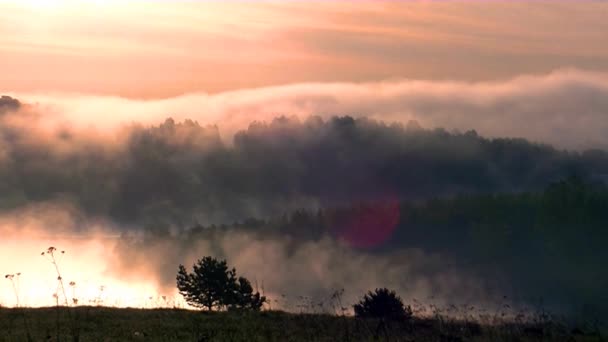 brouillard matinal épais dans la forêt d'été près du réservoir