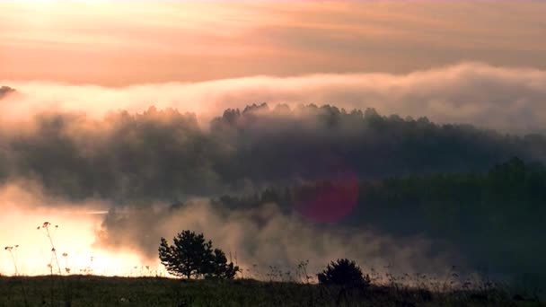 Gęsta Poranna Mgła Letnim Lesie Pobliżu Zbiornika — Wideo stockowe
