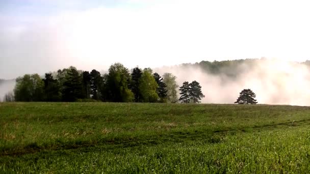 Πυκνή Πρωινή Ομίχλη Στο Θερινό Δάσος Κοντά Στη Δεξαμενή — Αρχείο Βίντεο