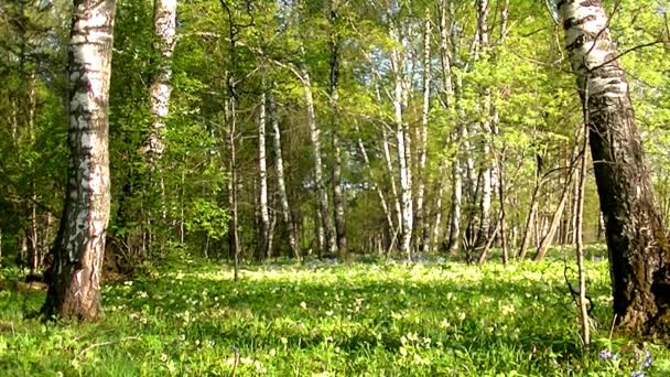 Warm Ochtendlicht Het Voorjaarsbos Verse Jonge Bloemen Verschillende Kleuren Vogelgezang — Stockvideo