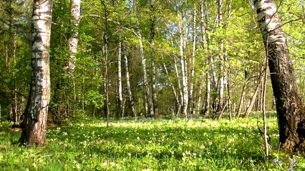 Luz Manhã Quente Floresta Primavera Flores Jovens Frescas Cores Diferentes — Vídeo de Stock