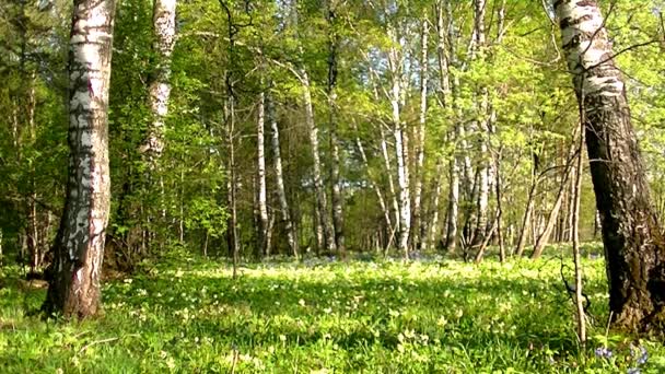 Teplé Ranní Světlo Jarním Lese Čerstvé Mladé Květiny Různých Barvách — Stock video