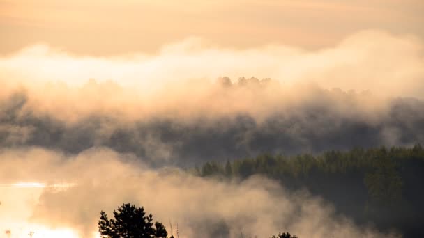 brouillard matinal épais dans la forêt d'été près du réservoir