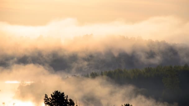 brouillard matinal épais dans la forêt d'été près du réservoir