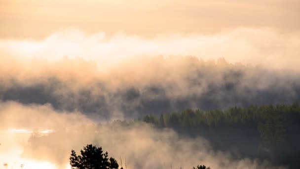 brouillard matinal épais dans la forêt d'été près du réservoir
