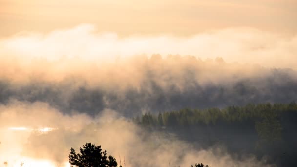brouillard matinal épais dans la forêt d'été près du réservoir