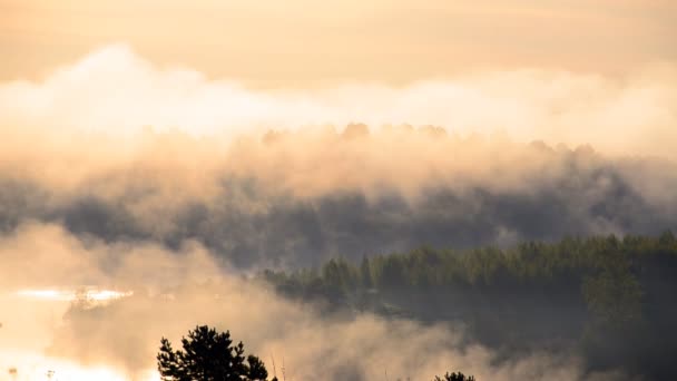 brouillard matinal épais dans la forêt d'été près du réservoir