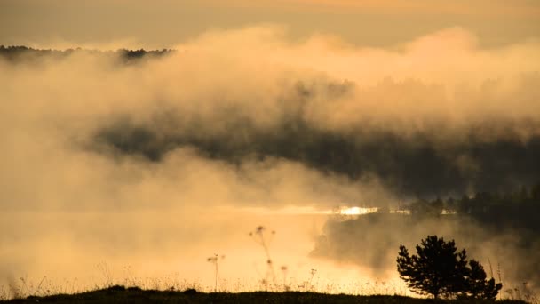 貯水池近くの夏の森の中の濃い朝の霧 — ストック動画
