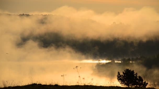 brouillard matinal épais dans la forêt d'été près du réservoir