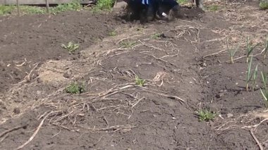 Manüel ekiciyle toprağı sürmüş. Tarım endüstrisi