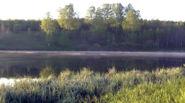 Orman ve göl üzerinde güzel bir sabah ışığı. Yoğun kozalaklı ormanlarla kaplı kalın bir sis.