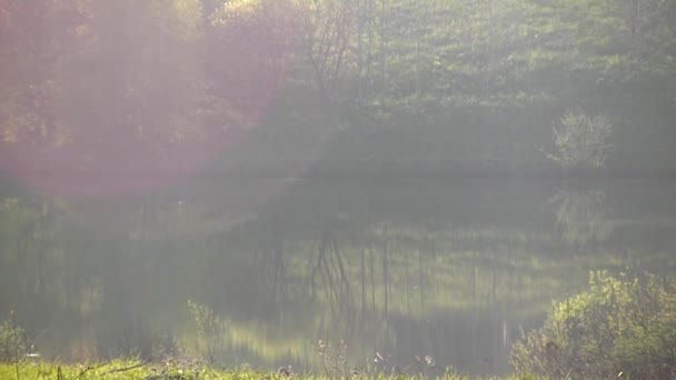 Όμορφο Πρωινό Φως Πάνω Από Δάσος Και Λίμνη Πυκνή Ομίχλη — Αρχείο Βίντεο