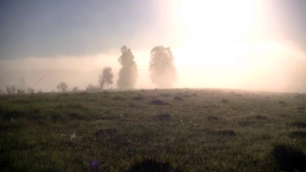 Vackert Morgonljus Över Skog Och Sjö Tjock Dimma Täckt Med — Stockvideo