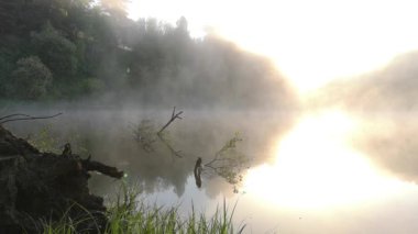 Su deposunun yakınındaki yaz ormanında yoğun bir sabah sisi..