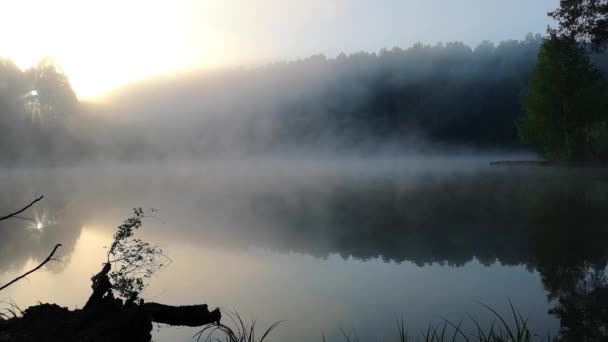 Espesa Niebla Matutina Bosque Verano Cerca Del Embalse — Vídeo de stock