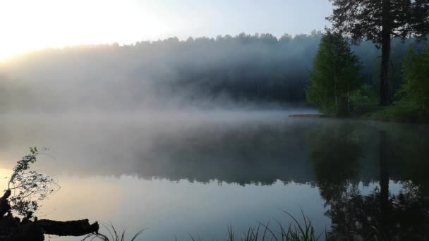 Espesa Niebla Matutina Bosque Verano Cerca Del Embalse — Vídeo de stock