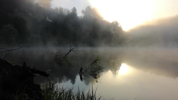 Espesa Niebla Matutina Bosque Verano Cerca Del Embalse — Vídeo de stock