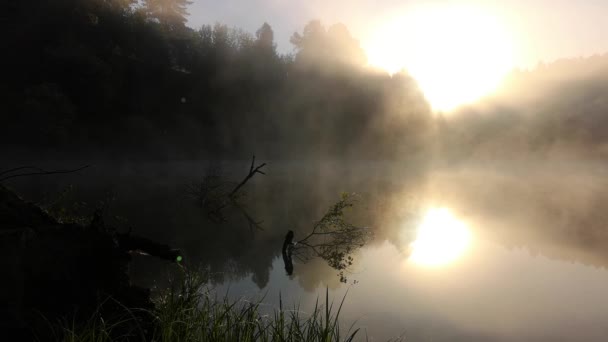 brouillard matinal épais dans la forêt d'été près du réservoir.