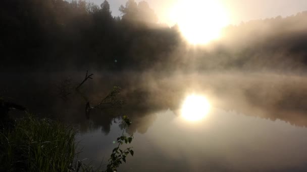 brouillard matinal épais dans la forêt d'été près du réservoir.
