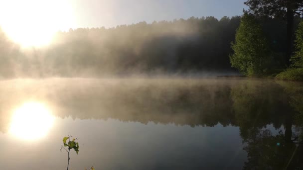 貯水池近くの夏の森の中の濃い朝の霧 — ストック動画