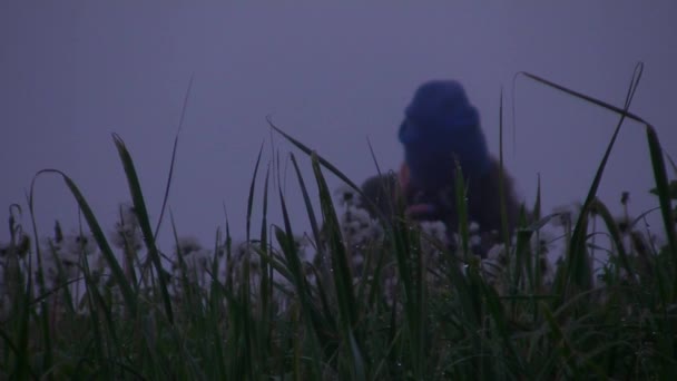 一个女孩在夏初的大雾中拍摄蒲公英的照片 — 图库视频影像