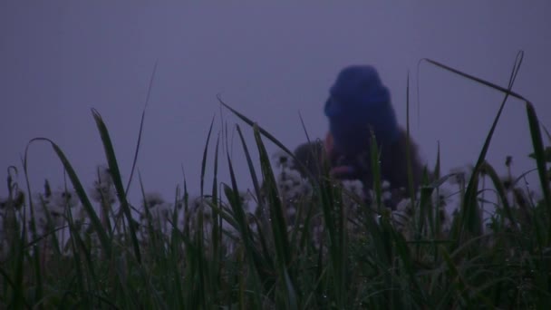 Une Fille Photographie Des Pissenlits Petit Matin Été Dans Brouillard — Video