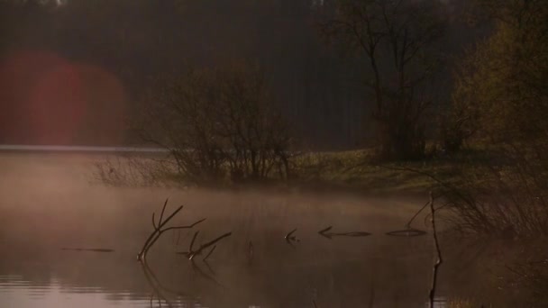 brouillard matinal épais dans la forêt d'été près du réservoir