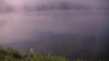 Su deposunun yakınındaki yaz ormanında yoğun bir sabah sisi.