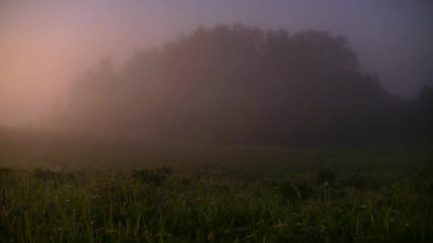 brouillard matinal épais dans la forêt d'été près du réservoir