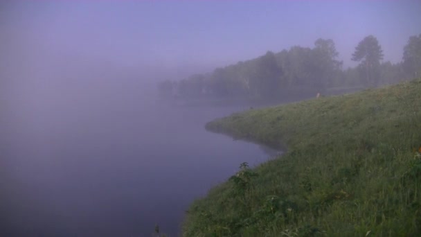 Dichter Morgennebel Sommerwald Stausee — Stockvideo