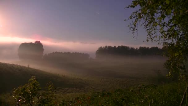 brouillard matinal épais dans la forêt d'été près du réservoir