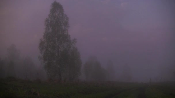 brouillard matinal épais dans la forêt d'été près du réservoir